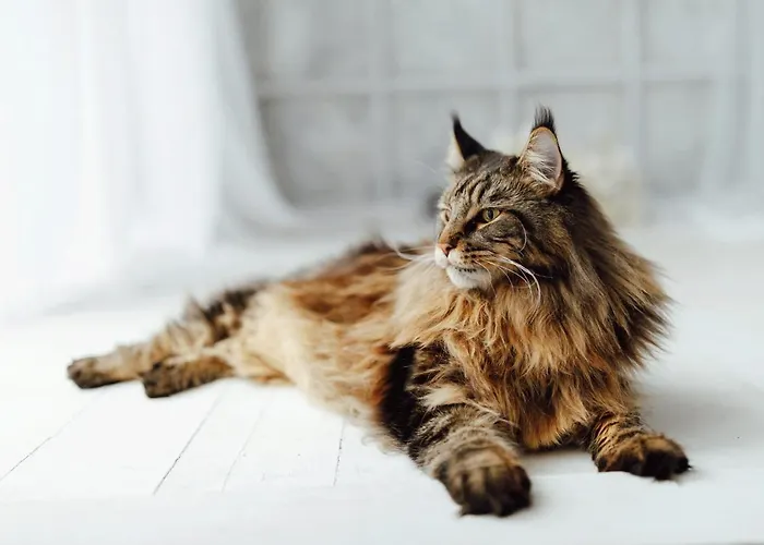 Magic Box 3* Constanţa